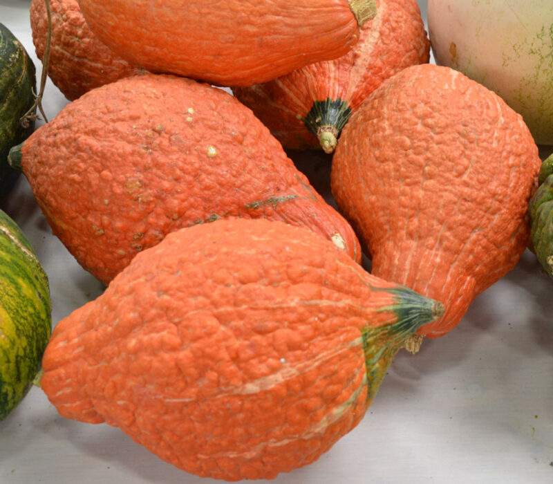 Golden Hubbard Winter Squash Heirloom Seed - Image 4