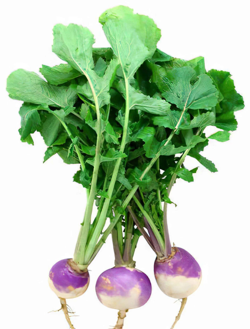 Purple Top White Globe Turnip Heirloom Seed