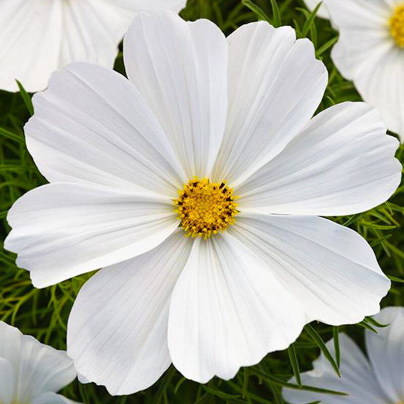 Cosmos Bipinnatus Dwarf White Seed (Cosmos bipinnatus) - Image 4