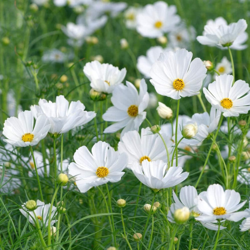 Cosmos Bipinnatus Dwarf White Seed (Cosmos bipinnatus) - Image 2