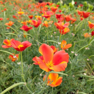 California Poppy, Red Mikado (Eschscholzia Californica) Seed (Papaver somniferum)