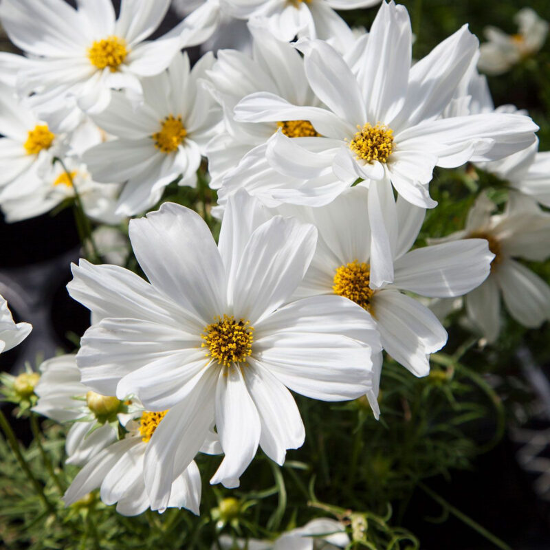 Cosmos Bipinnatus Dwarf White Seed (Cosmos bipinnatus) - Image 3