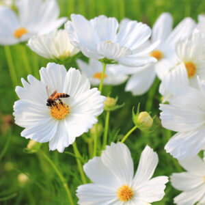 Cosmos Bipinnatus Dwarf White Seed (Cosmos bipinnatus)
