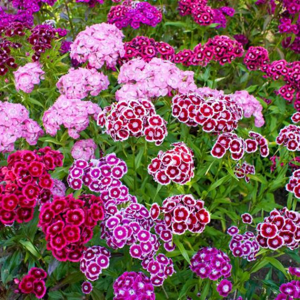 Dianthus, Sweet William, Single Mix Seed - Image 4