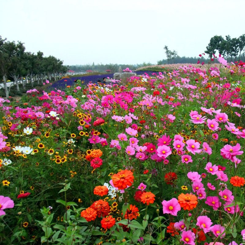 Low Grow Seed Mix - Image 4