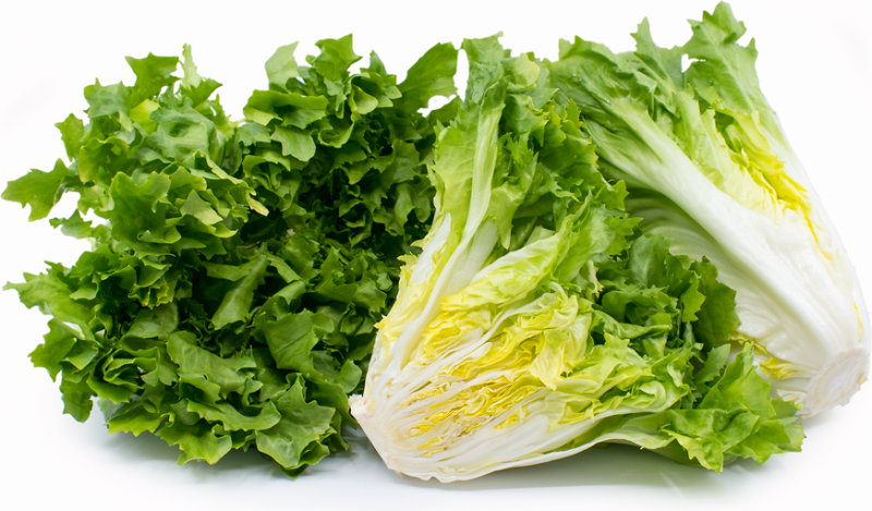 Broadleaf Batavian Endive Seed - Image 2