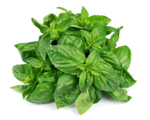 Basil, Italian Large Leaf Herb Seed (Ocimum basilicum)