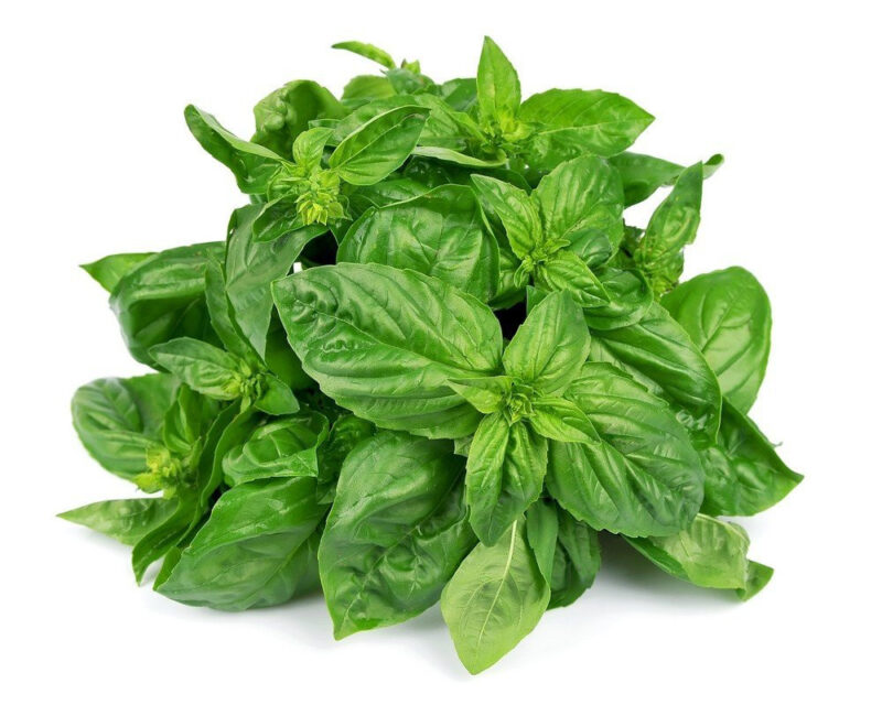 Basil, Italian Large Leaf Herb Seed