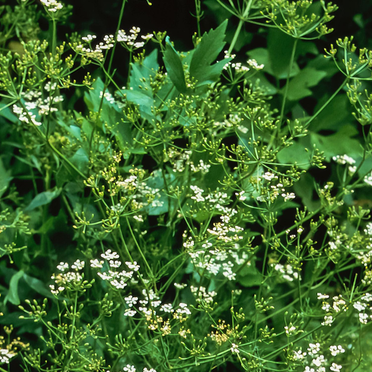 Anise Herb Seed - Image 4