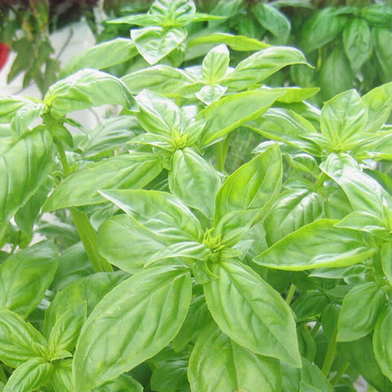 Basil, Italian Large Leaf Herb Seed - Image 4
