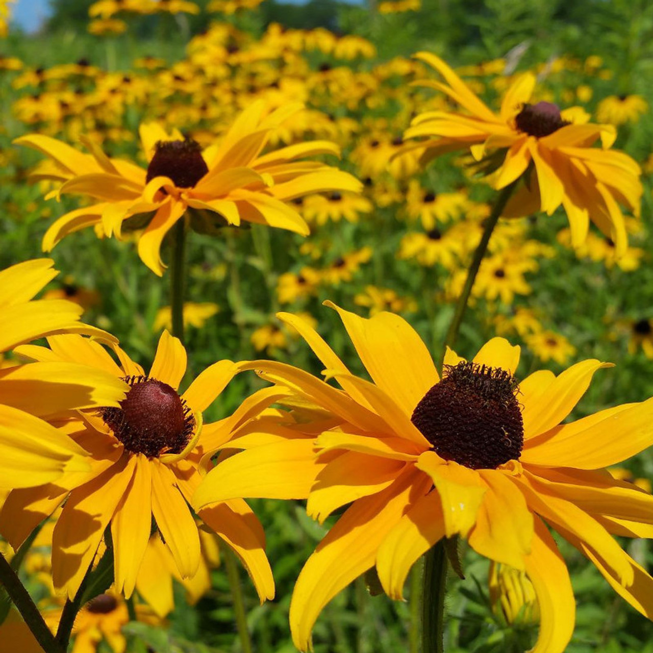 Black-Eyed Susan Flower Seeds (Rudbeckia hirta) - Image 4