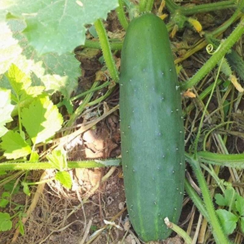 Straight Eight Cucumber Seed - Image 3
