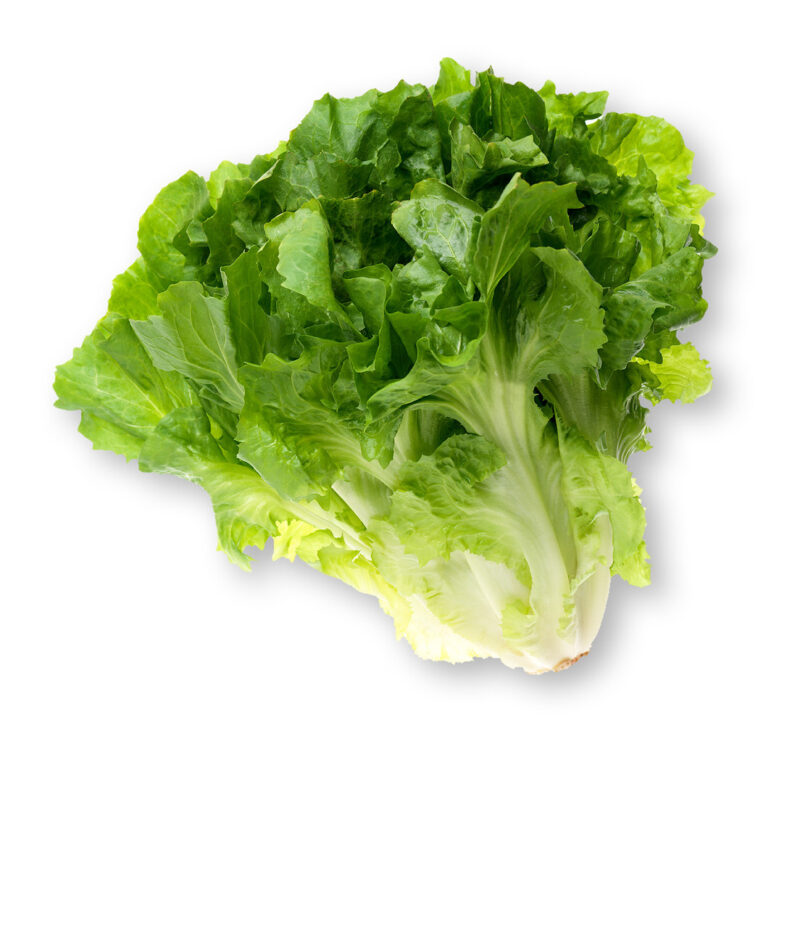 Broadleaf Batavian Endive Seed - Image 3