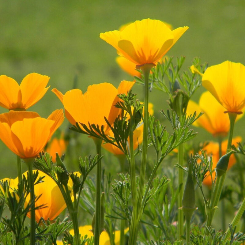 California Poppy, Orange (Eschscholzia Californica) Seed - Image 3