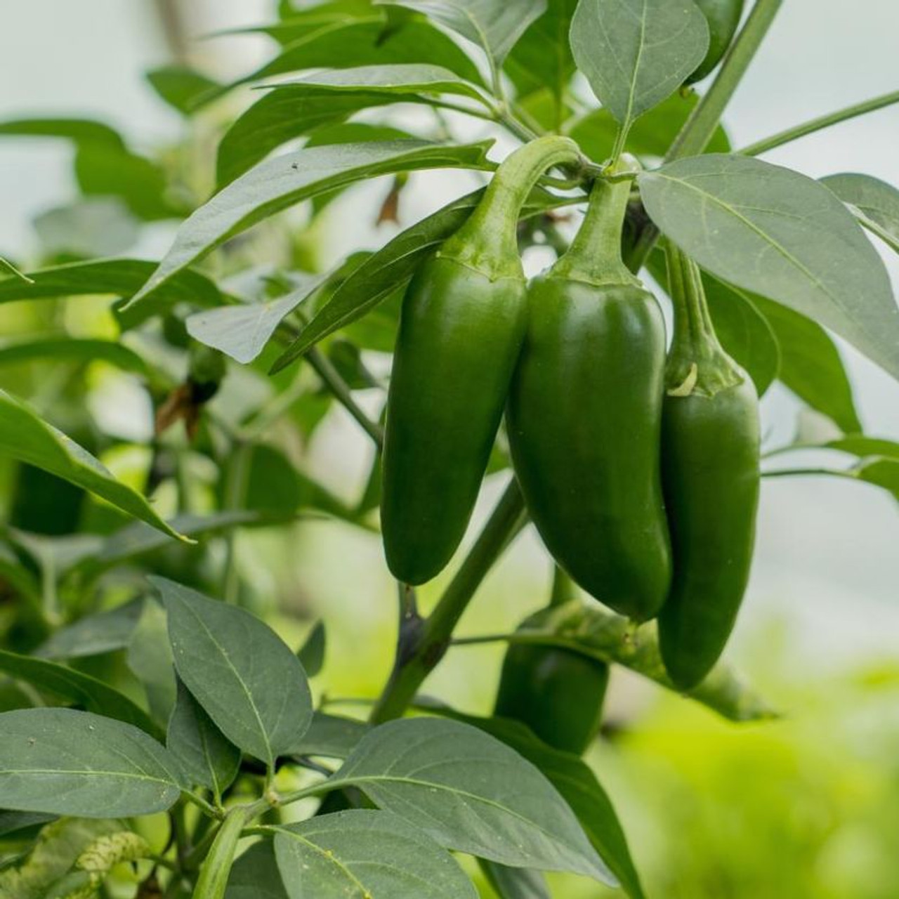 Jalapeno M Hot Pepper Heirloom Seed (Capsicum annuum) - Image 2