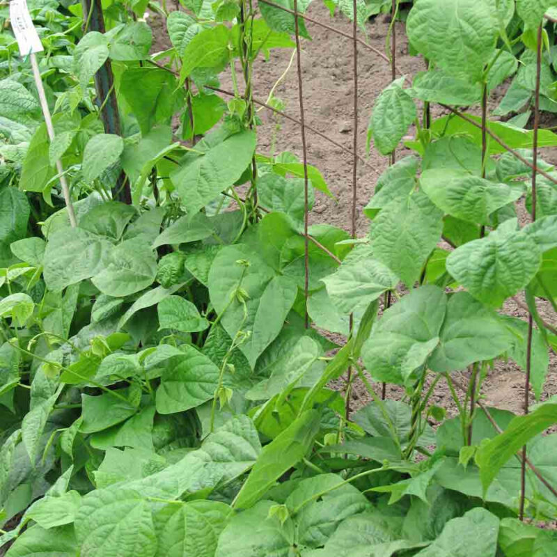 Pole Bean - Kentucky Wonder (Brown) Bean Seed (Phaseolus vulgaris) - Image 4