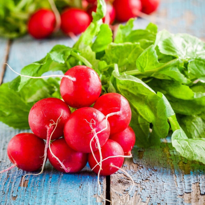 Early Scarlet Globe Radish Heirloom Seed (Raphanus sativus) - Image 2