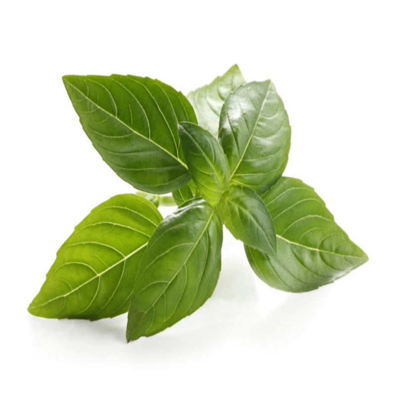 Basil, Italian Large Leaf Herb Seed - Image 2