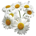 English Daisy (Bellis Perennis) Single White Seed