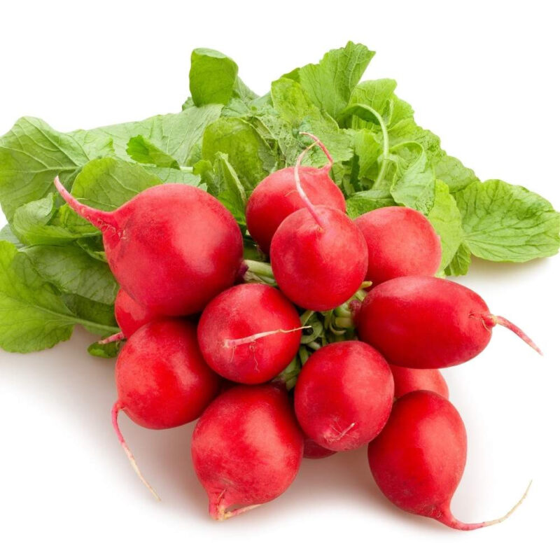 Early Scarlet Globe Radish Heirloom Seed (Raphanus sativus) - Image 5