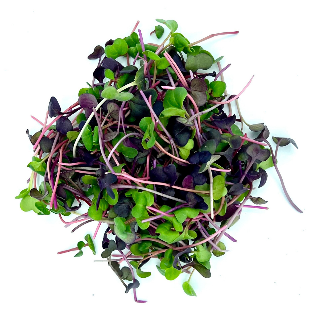 Rambo Sprouting Radish Seeds - Beautiful Red/Purple Colored Sprout (Raphanus sativus)