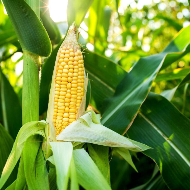 Golden Bantam 8 Row (O.P.) Corn Seed - Image 2