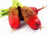 Red Mammoth, Fodder Beet Seed