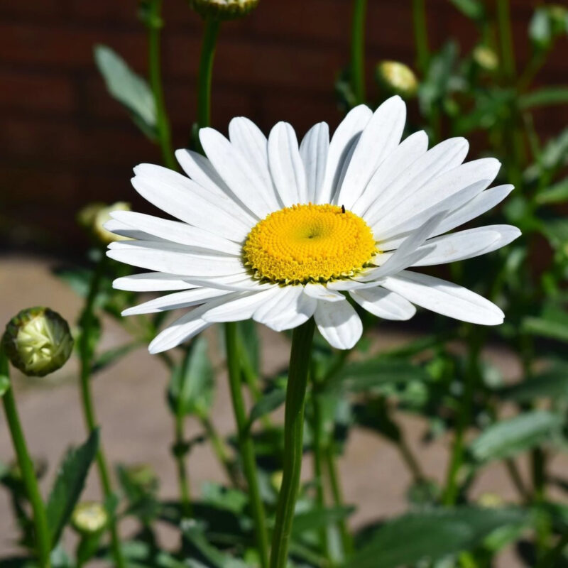 English Daisy (Bellis Perennis) Single White Seed - Image 2