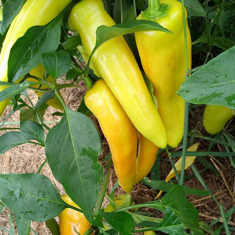 Hungarian Sweet Wax Sweet Pepper Heirloom Seed - Image 4