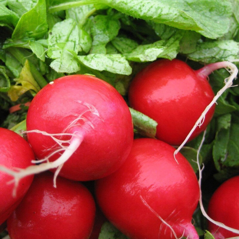 Early Scarlet Globe Radish Heirloom Seed (Raphanus sativus) - Image 3