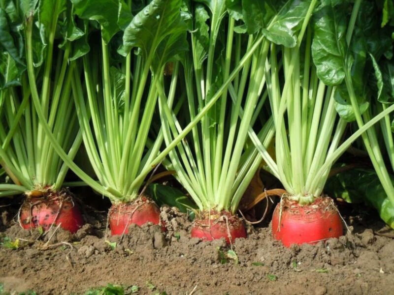 Red Mammoth, Fodder Beet Seed - Image 2