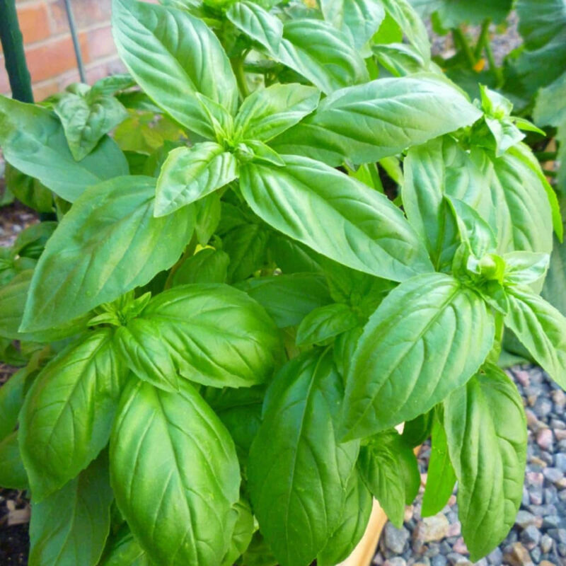 Basil, Italian Large Leaf Herb Seed - Image 3