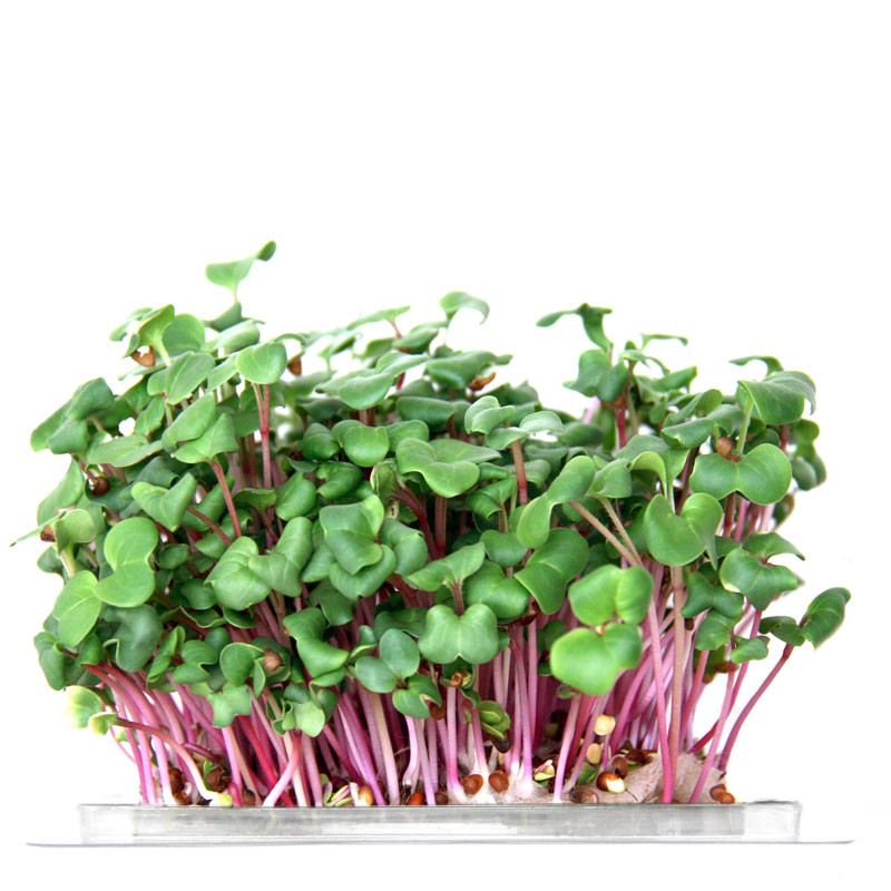 Radish Microgreen And Sprouting Seed Sampler - Image 3