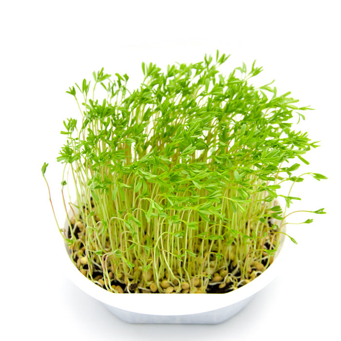 Red Lentil Sprouting Seeds - Image 5