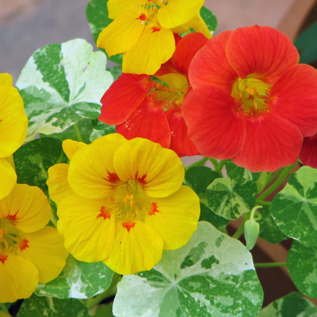 Nasturtium Seeds; Dwarf Jewel Mix Nasturtium Seeds - Image 4