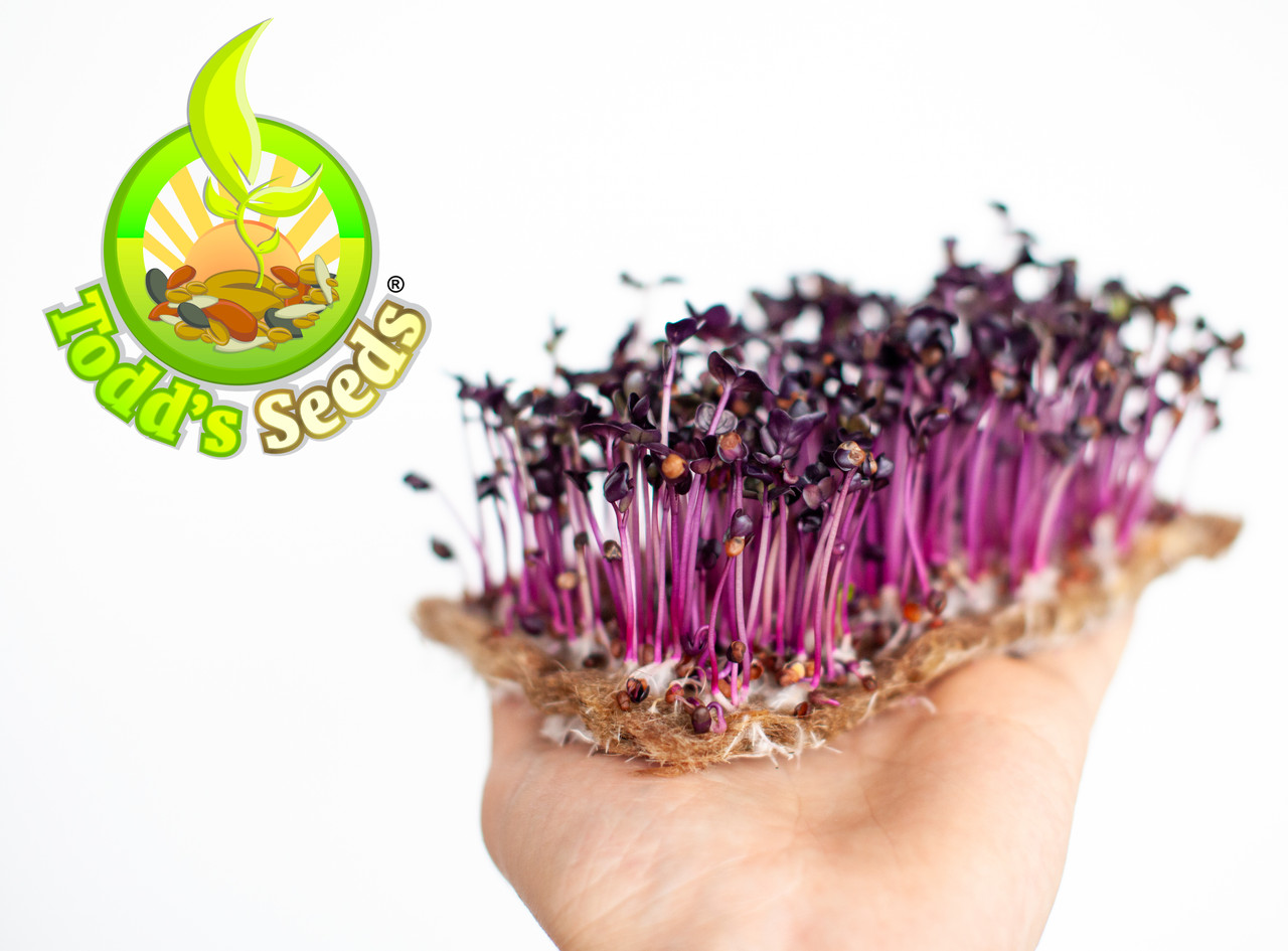 Rambo Sprouting Radish Seeds - Beautiful Red/Purple Colored Sprout (Raphanus sativus) - Image 2
