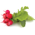 Early Scarlet Globe Radish Heirloom Seed (Raphanus sativus)