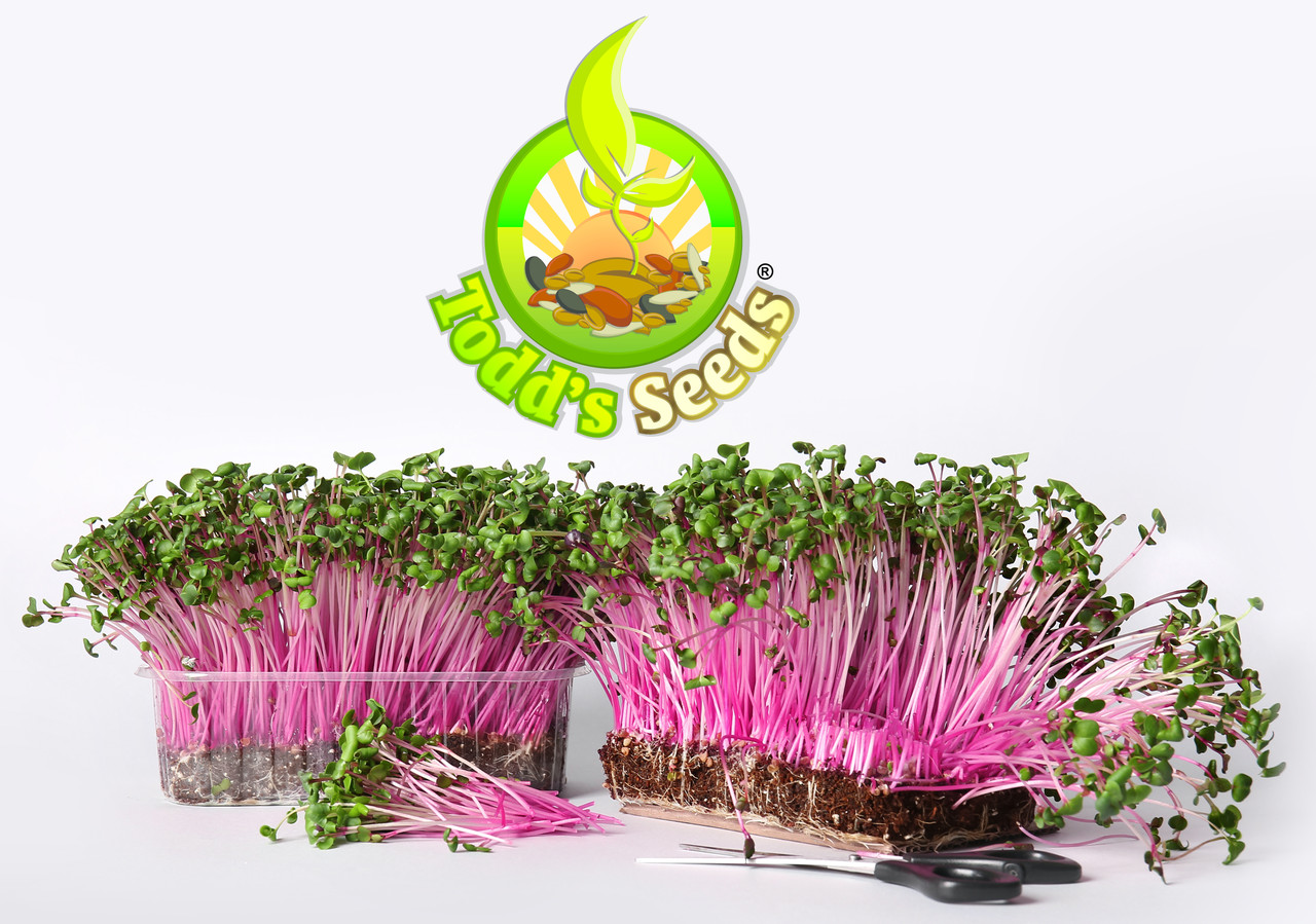 Rambo Sprouting Radish Seeds - Beautiful Red/Purple Colored Sprout (Raphanus sativus) - Image 3