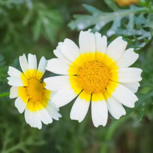 Chrysanthemum Coronarium, Garland Seed