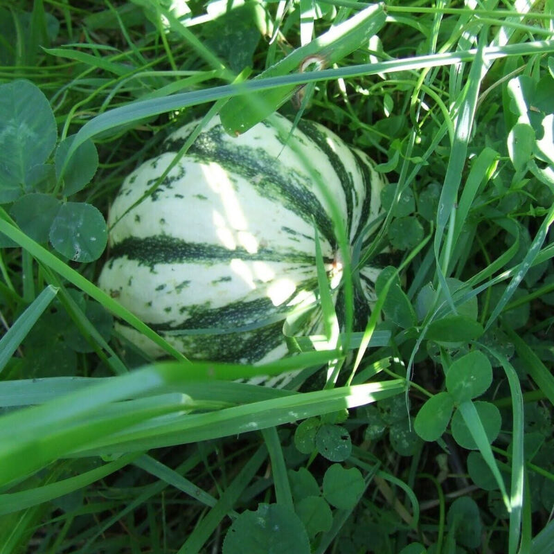 Sweet Dumpling Winter Squash Heirloom Seed - Image 4