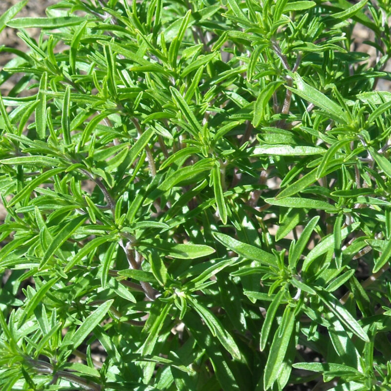 Summer Savory Herb Seed - Image 5