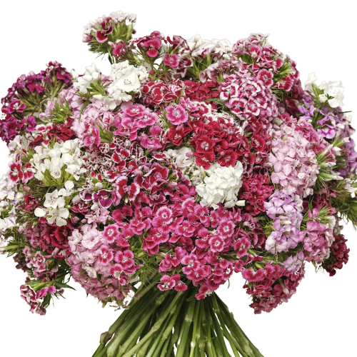 Dianthus