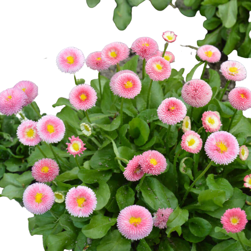 Bellis Perennis