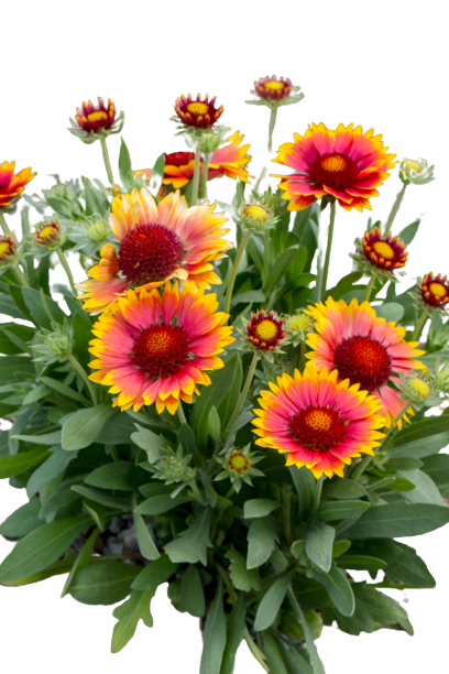 Gaillardia (Blanket Flower)