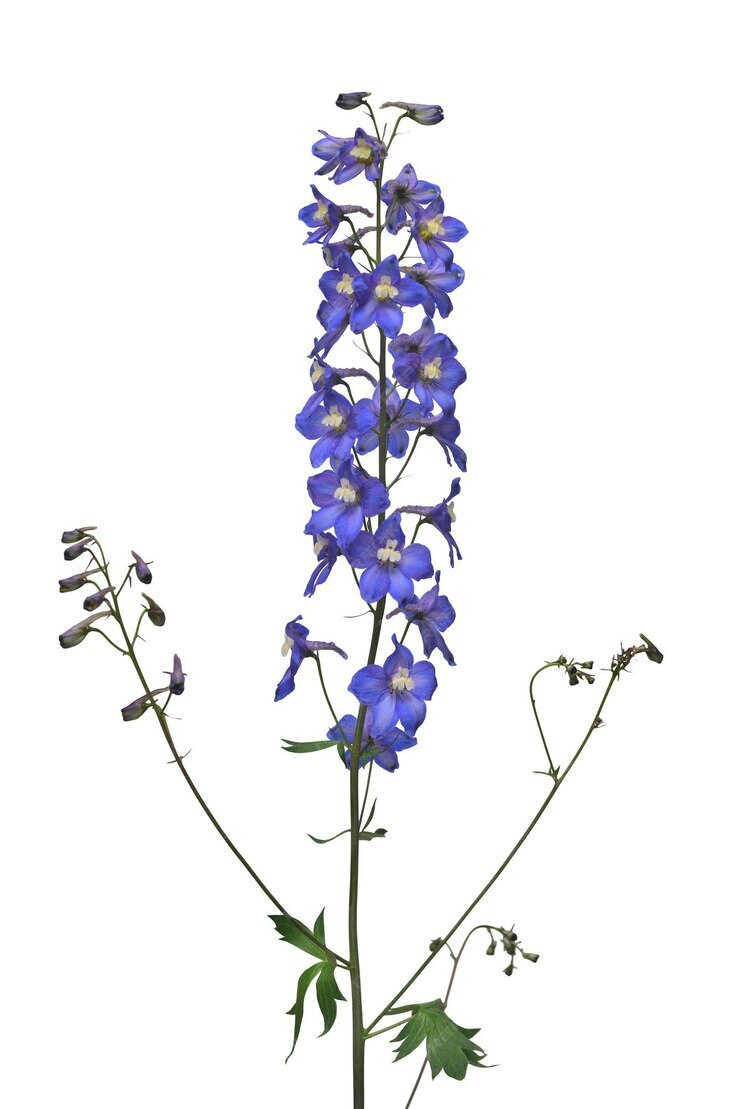 Delphinium