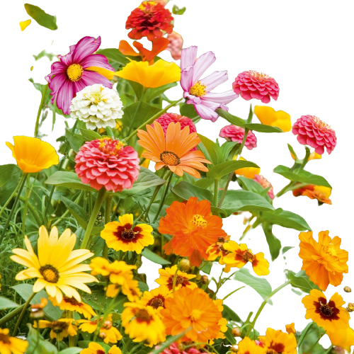 Wildflower Mixtures