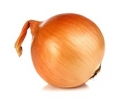 Onion - Short Day