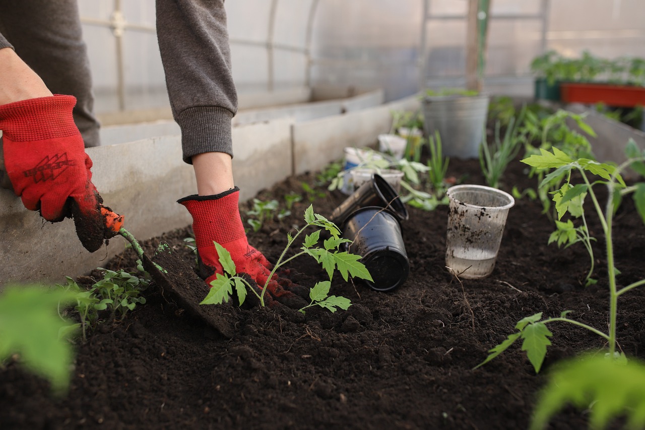 greenhouse, planting, spring, nature, beautiful flowers, beds, woman, girl, seedlings, tomatoes, plants, flower wallpaper, peppers, pots, earth, black soil, garden, vegetable garden, flower background, shovel, flowers, vegetables, fruits, home, young, boring, greenhouse, greenhouse, garden, garden, garden, vegetable garden, vegetable garden, vegetable garden, vegetable garden, vegetable garden