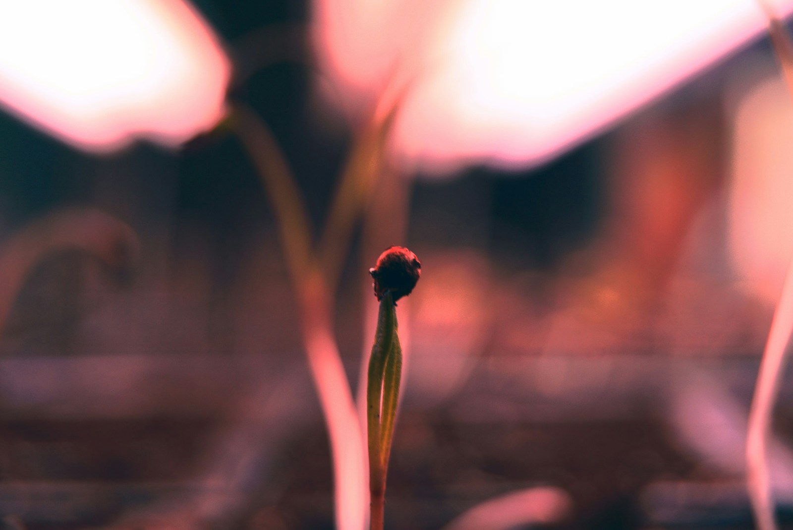 Todd's Seeds - Grow Lights